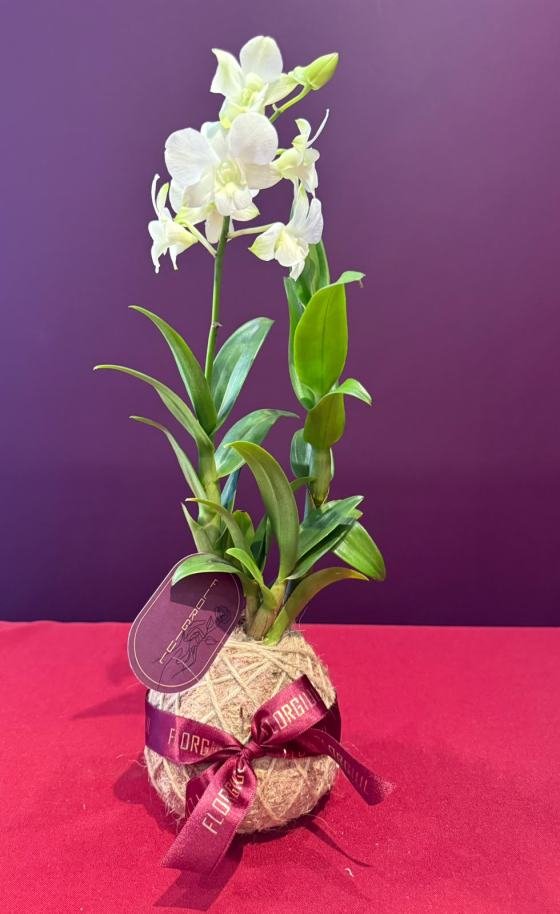 Kokedama