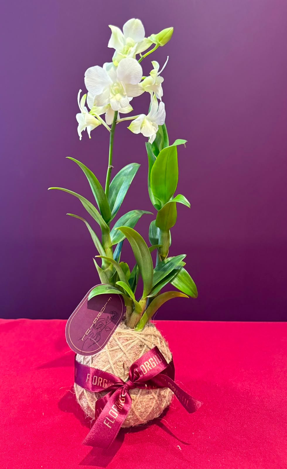 Kokedama
